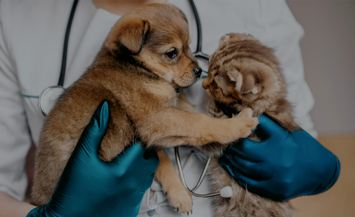 himera-veteriner-klinigi-istanbul-slider4